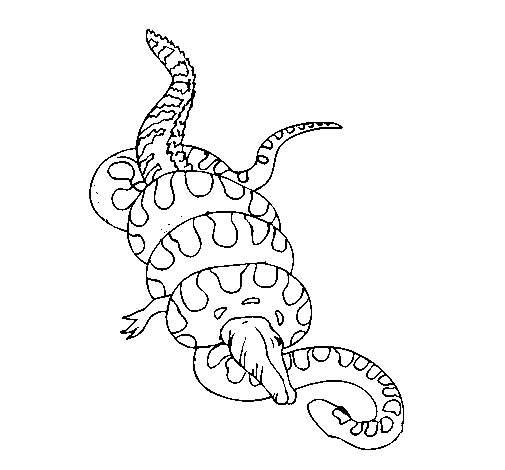 Anaconda caught a crocodile coloring page